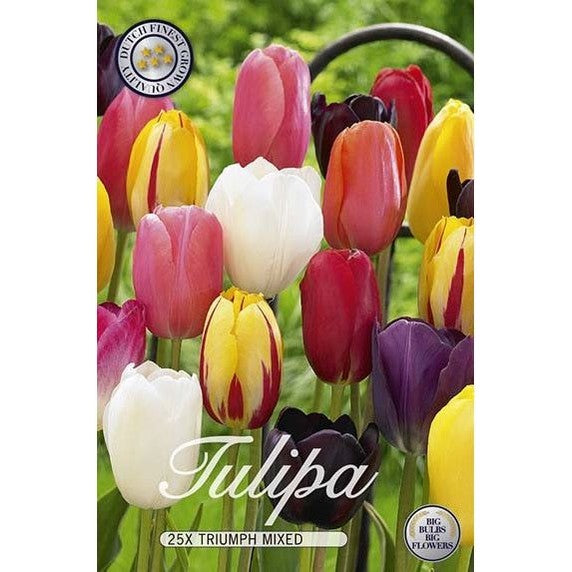 Tulpan Triumph Mix 20-pack